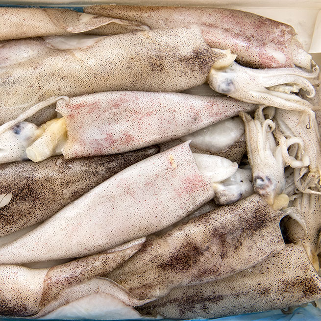 agradable Tanzania grieta Comprar Chipirón sucio patagonico 14-16 Cm (Calamar) - Venta de Cefalópodos  en llenatudespensa.com